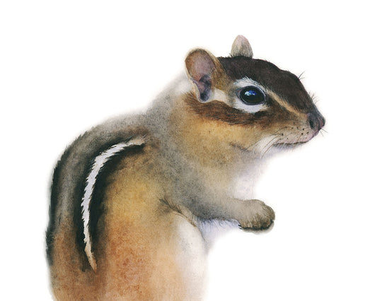 Chipmunk | Chipmunk Watercolor Art Print | Animal Art Giclée