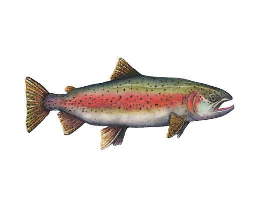 Rainbow Trout I | Trout Watercolor Art Print | Fish Art Giclée