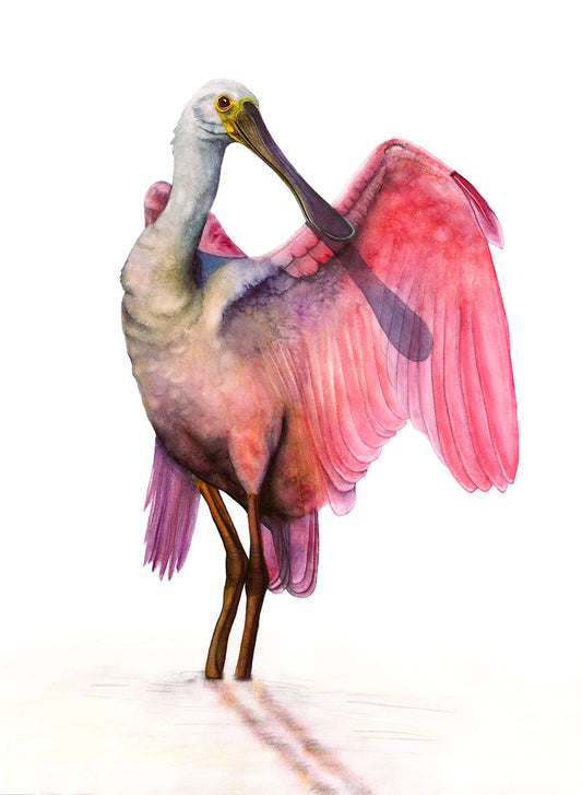 PRETTY IN PINK | Roseate Spoonbill Watercolor Art Print | Bird Art Giclée