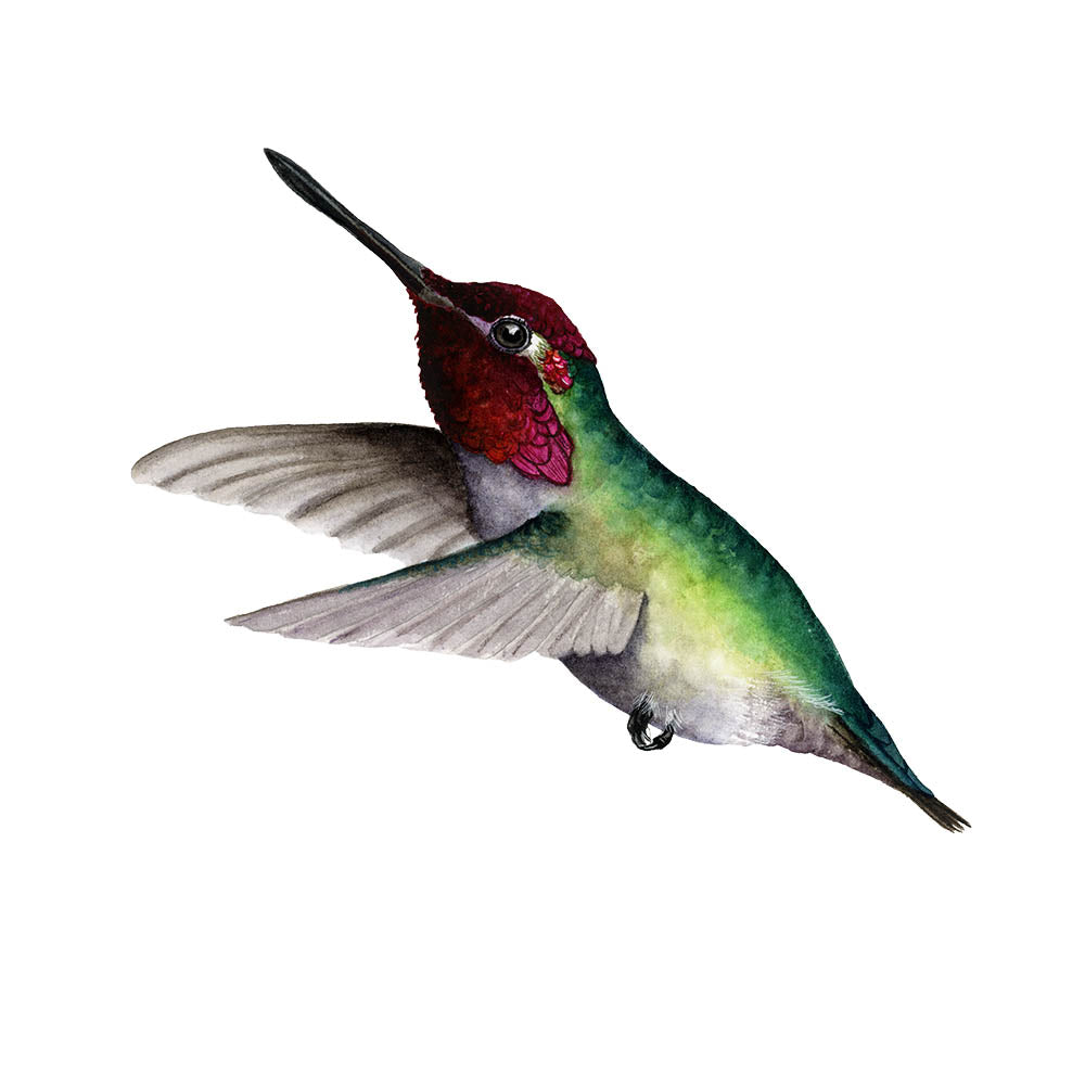 SUNRISE RUBY | Ruby-Throated Hummingbird Art | Original Watercolor Painting