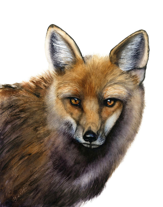 Close-up of a fox's face on a white background