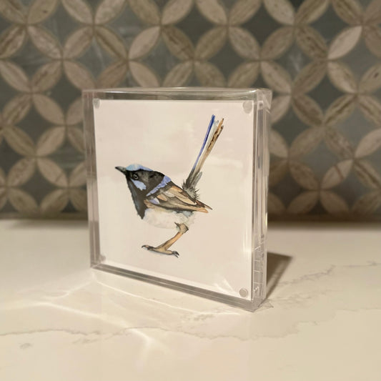Fairywren Watercolor Art in Acrylic Block Frame – 5x5 Fine Art Print