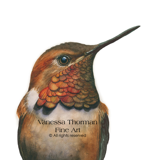 Rufous Hummingbird Watercolor Art Print |Hummingbird Art | Fine Art Print