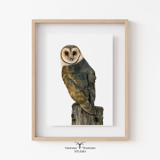 Barn-Owl-watercolor-art-print-1