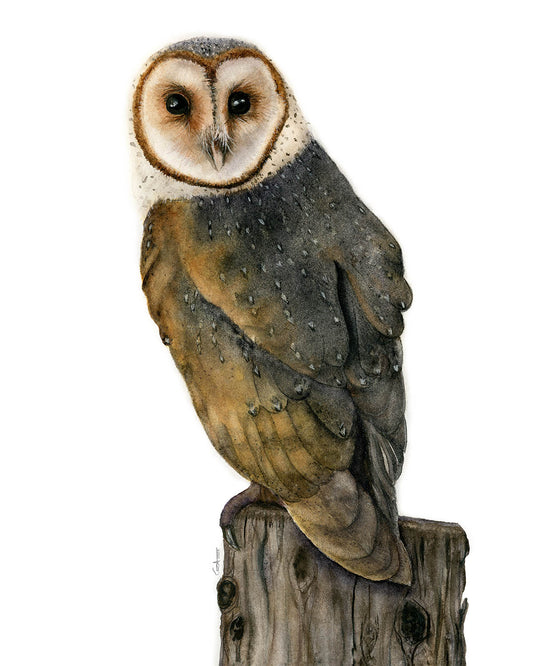 Barn Owl Watercolor Fine Art Print | Owl Art