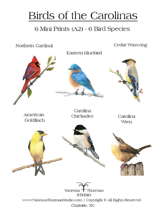 Birds-of-the-Carolinas–Set-of-6-Watercolor-Prints-1