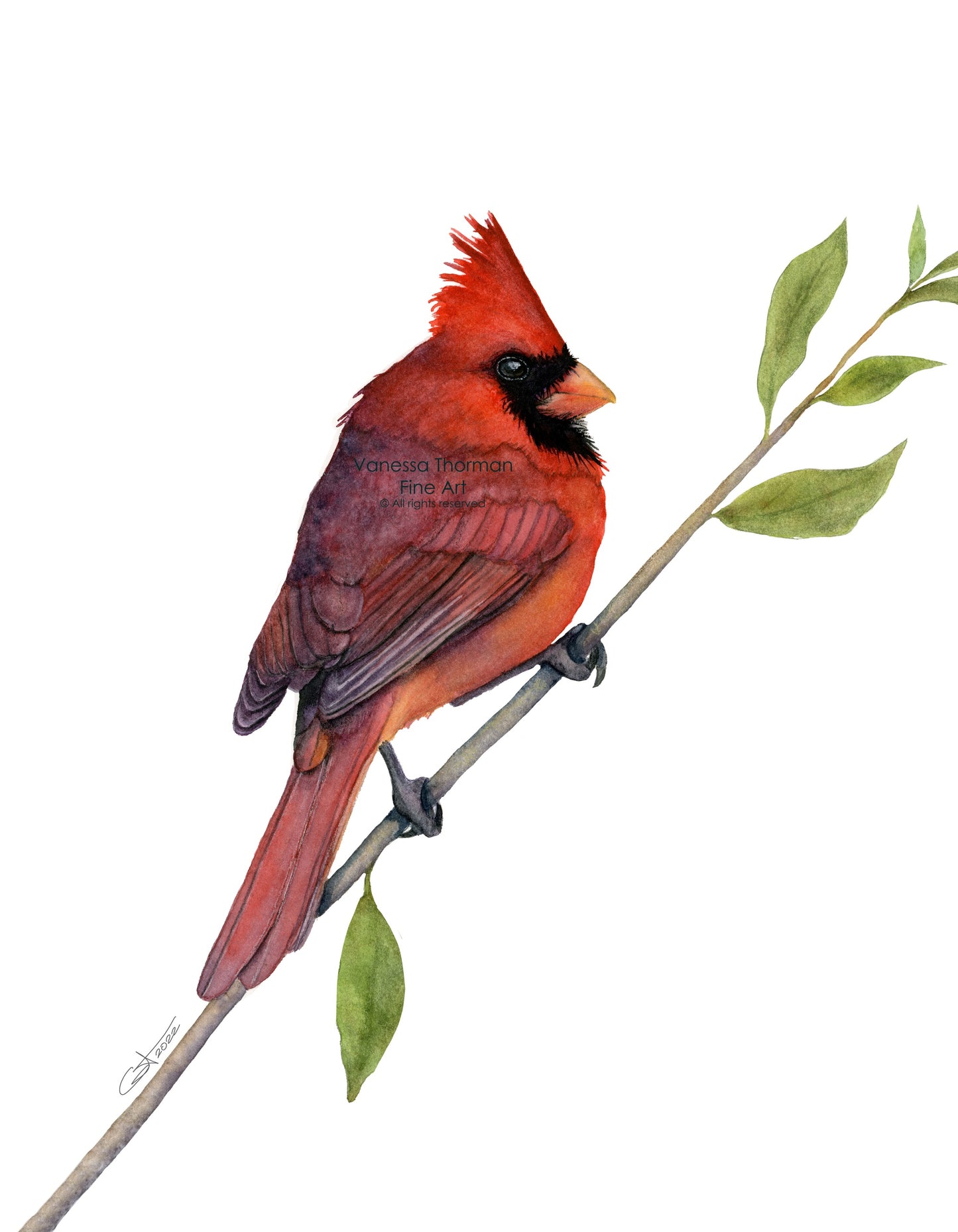 Birds of the Carolinas – Set of 6 Mini Watercolor Prints (A2 Size)