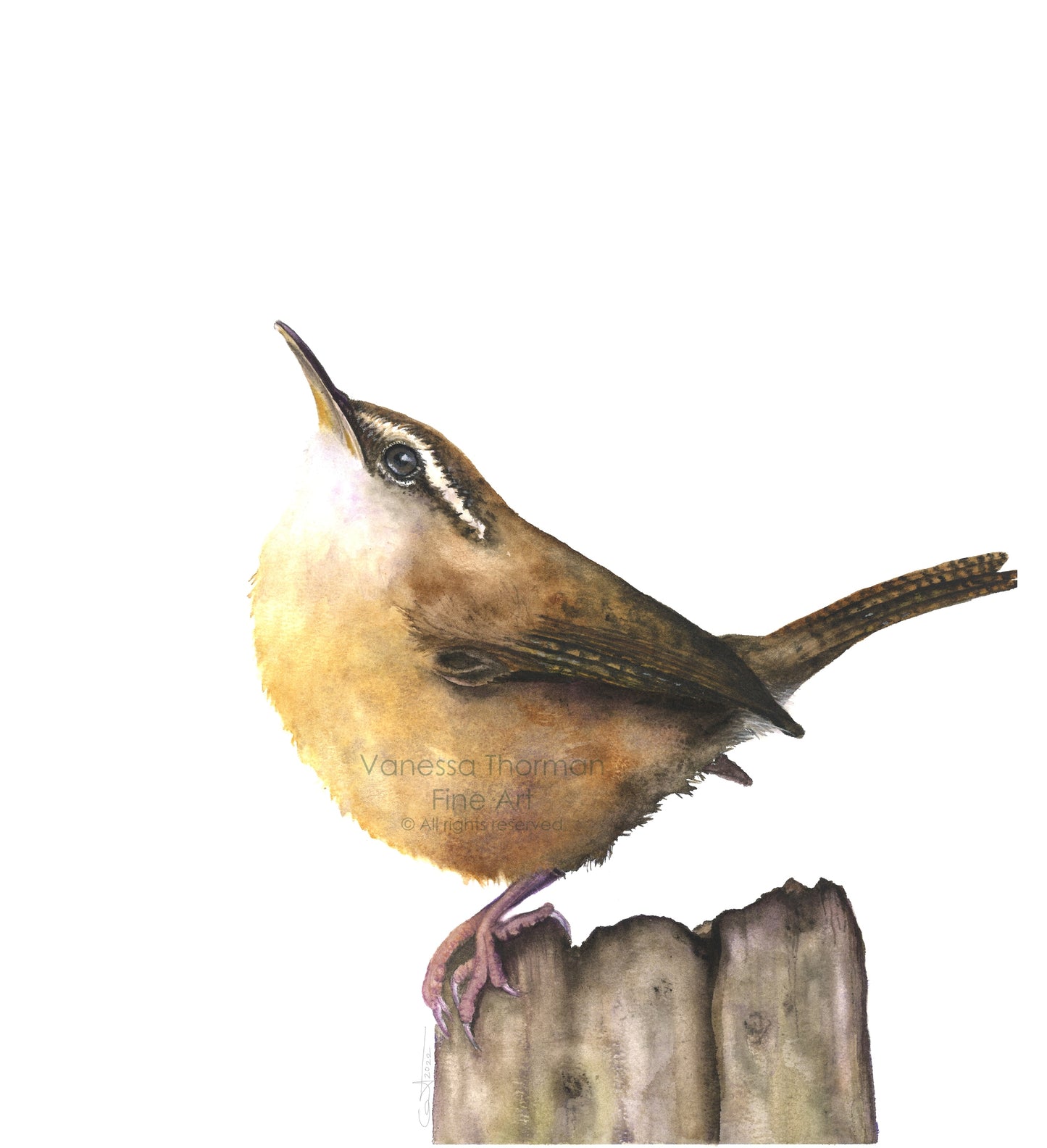 Birds of the Carolinas – Set of 6 Mini Watercolor Prints (A2 Size)