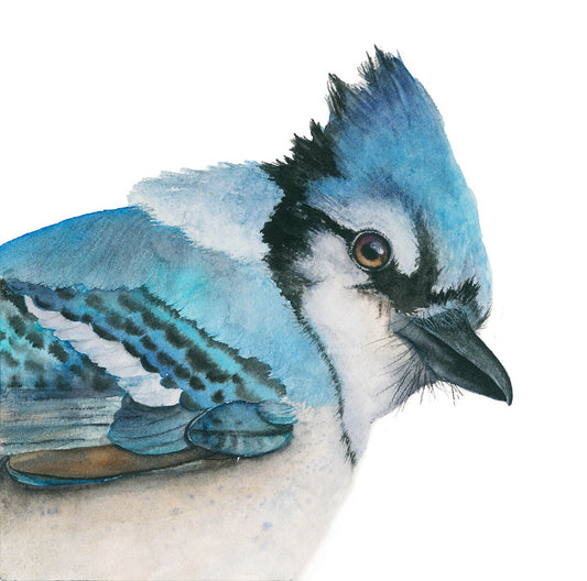 Blue Jay Portrait Watercolor Fine Art Print