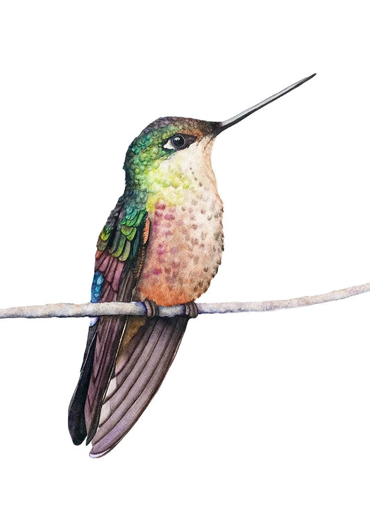 Calliope Hummingbird | Hummingbird Watercolor Art Print | Bird Art Giclée
