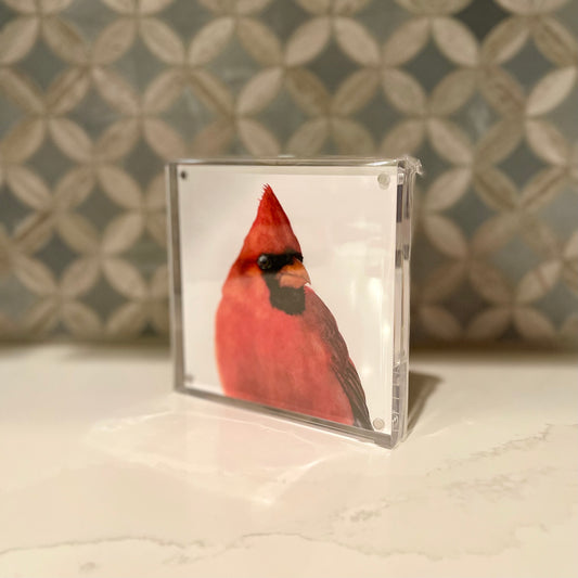 Charles the Cardinal Watercolor Art in Acrylic Block Frame – 5x5 Fine Art Print