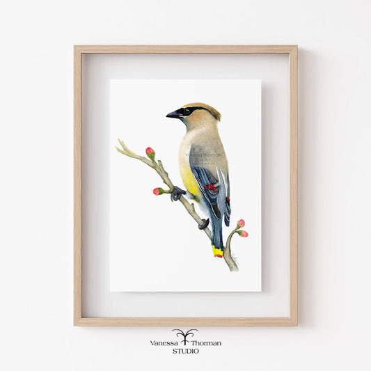 Cedar-Waxwing-Watercolor-Art-Print-1