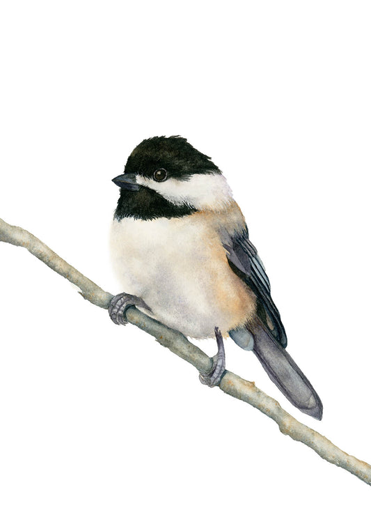 Carolina Chickadee Watercolor Art Print – Charming Songbird Illustration – Fine Art Giclée Print