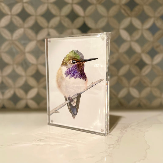 Volcano Hummingbird Watercolor Art in Acrylic Block Frame – 5x7 Fine Art Print