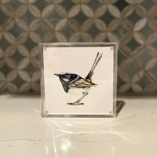 Fairywren Watercolor Art in Acrylic Block Frame – 5x5 Fine Art Print