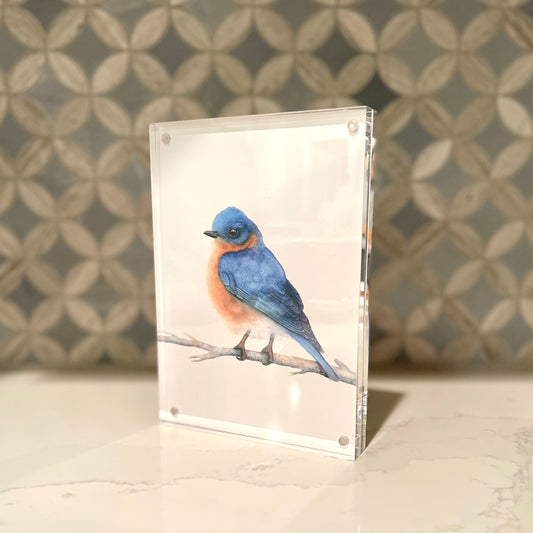 Eastern Bluebird Watercolor Art in Acrylic Block Frame – 5x7 Fine Art Print