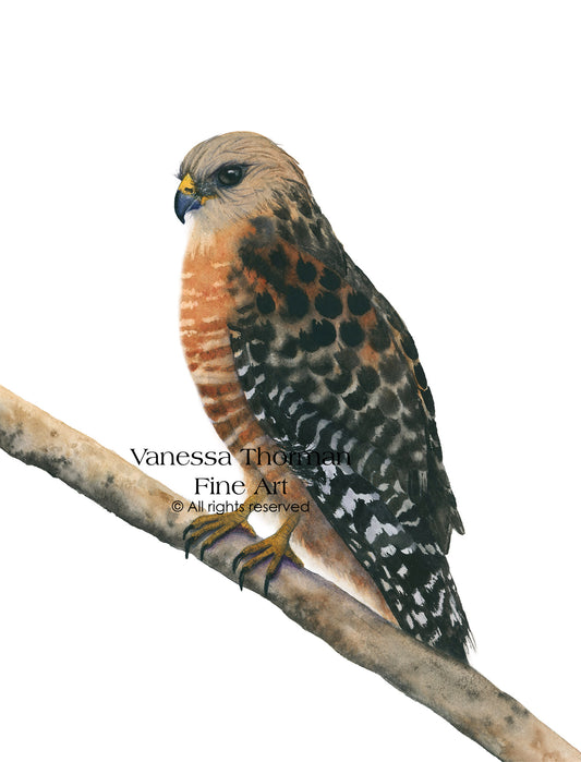 Red-Shouldered Hawk Watercolor Art Print | Raptor Art | Hawk Fine Art Print