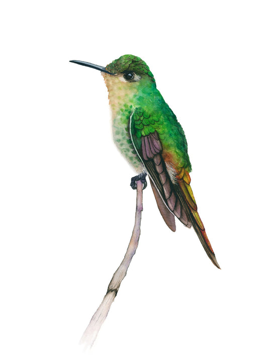 Green hummingbird perched on a branch against a white background