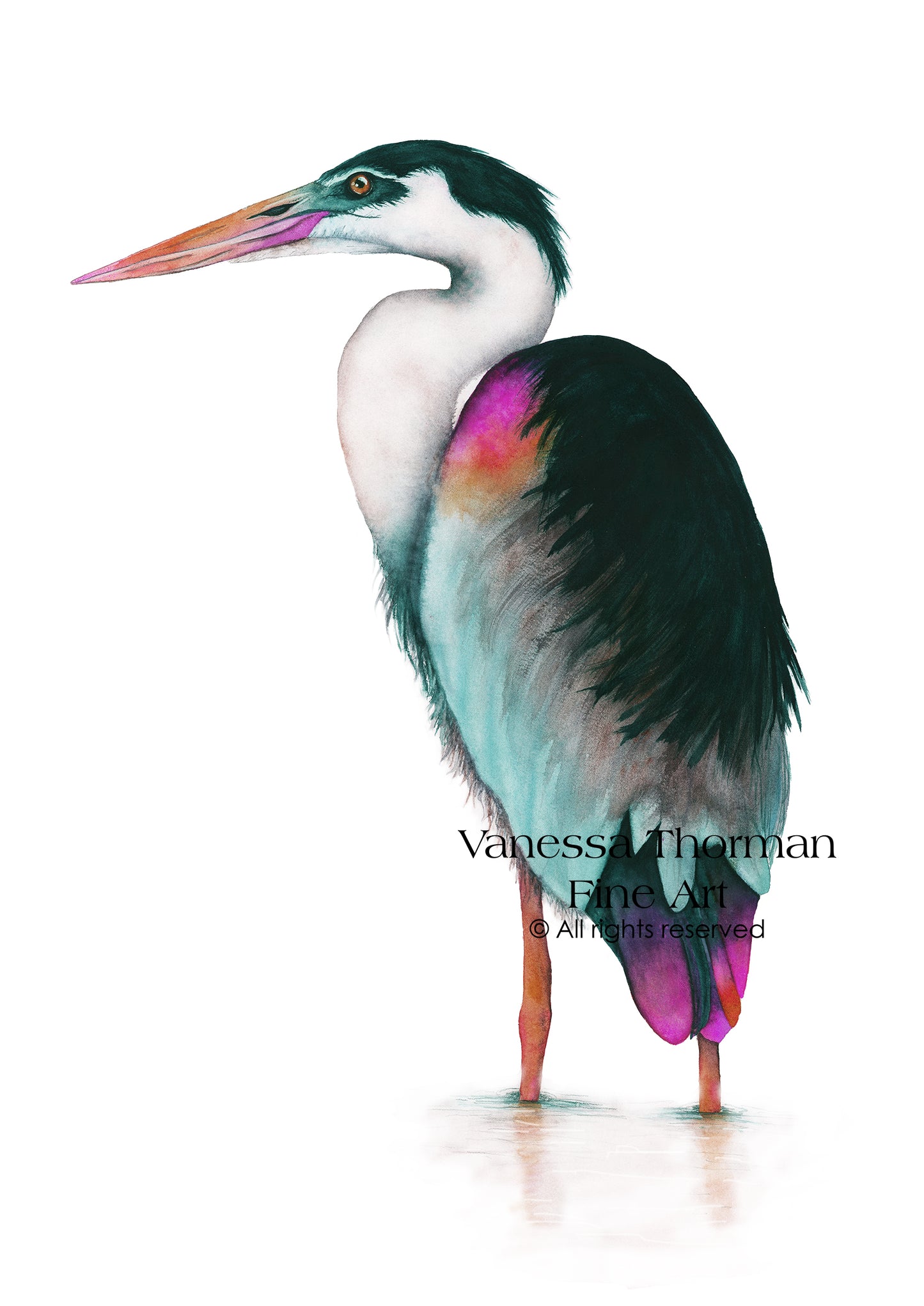 Jade Green Heron Watercolor Art Print – Coastal Bird Fine Art Giclée