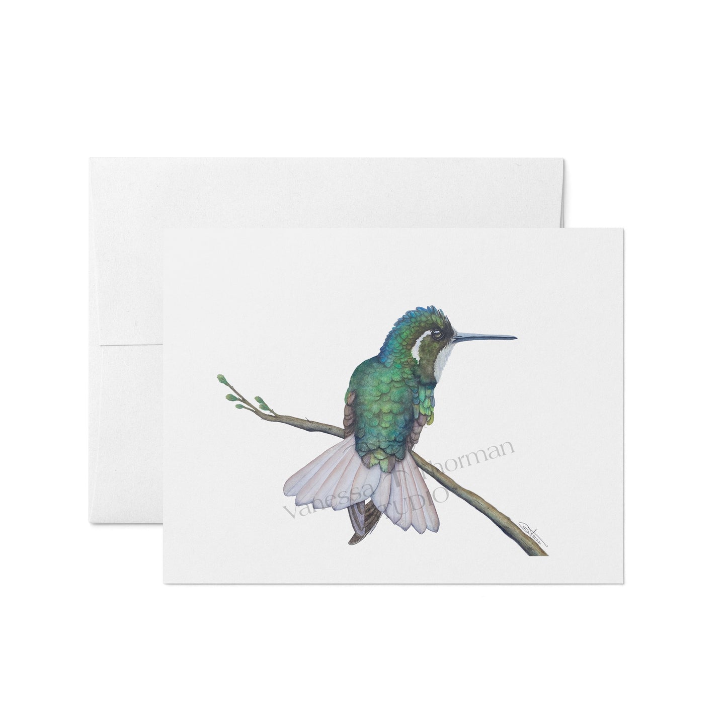 Hummingbirds Notecards Set – 8 Blank Greeting Cards with Envelopes – Watercolor Hummingbird Illustrations by Award-Winning Artist