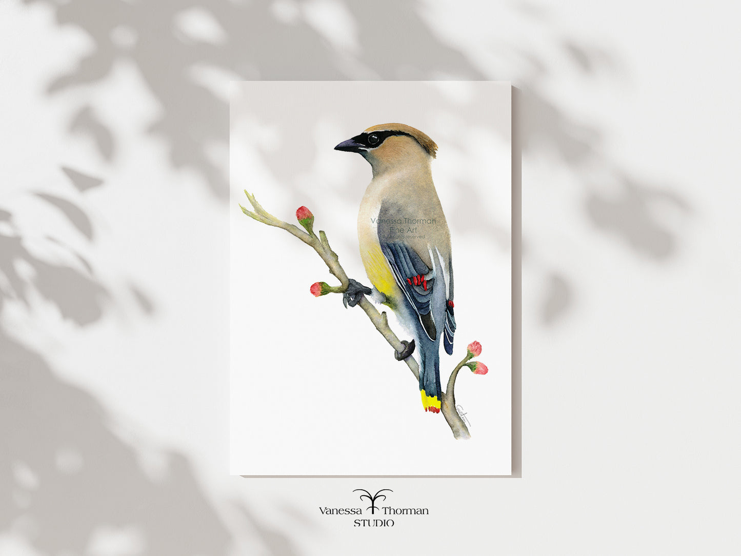 Cedar Waxwing | Waxwing Watercolor Art Print | Bird Art Giclée