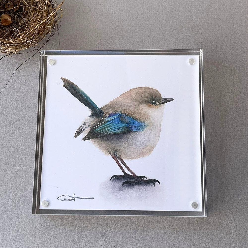 Framed artwork of a fairywren bird on a white background