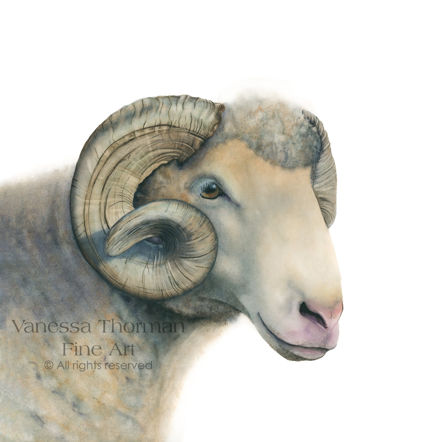 UNC Tar Heels Ram – Fine Art Watercolor Print of Rameses - UNC Mascot
