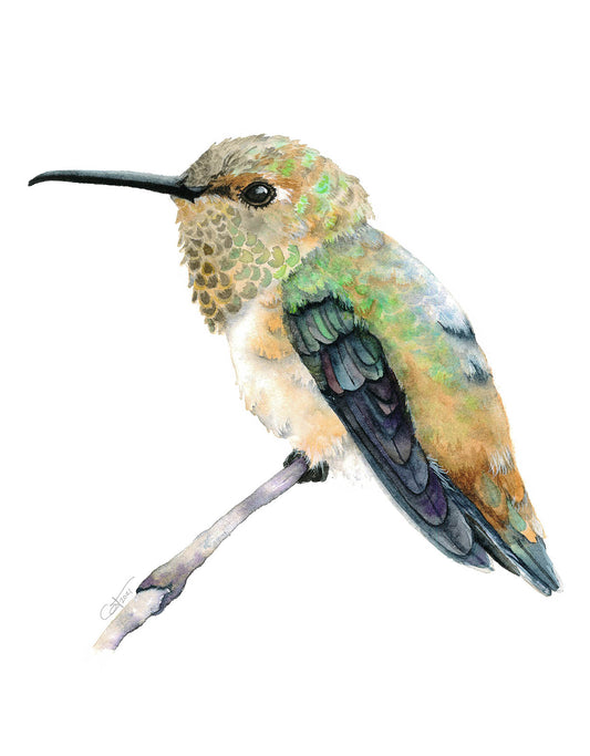 Rufous Hummingbird Watercolor Fine Art Print | Hummingbird Art