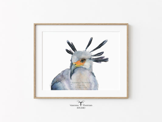 Secretarybird-Watercolor-art-print-1