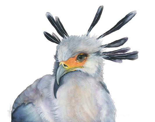 Secretarybird Watercolor Fine Art Print