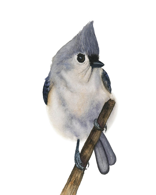Tufted Titmouse Watercolor Fine Art Print