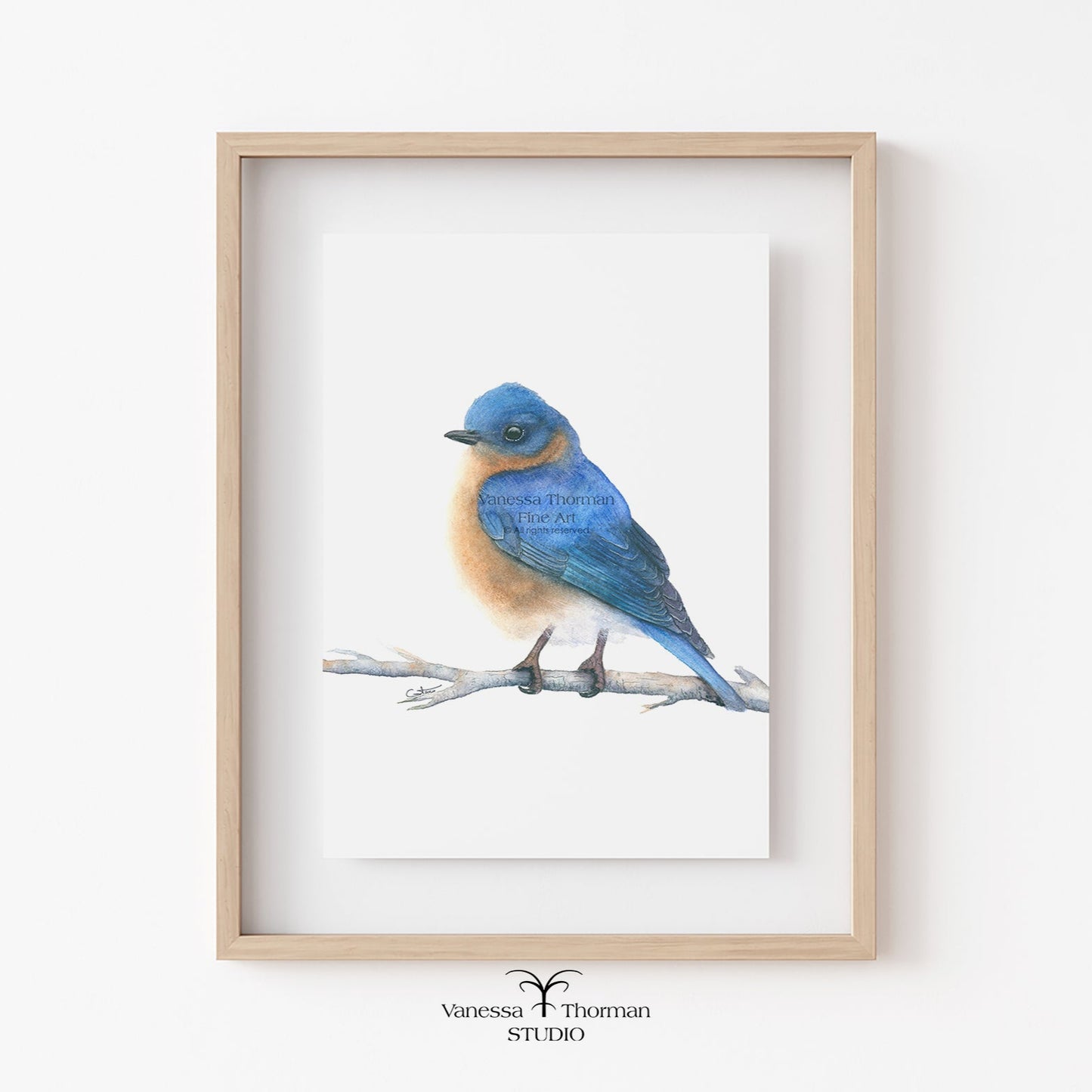 eastern-bluebird-watercolor-art-print-1