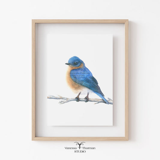 eastern-bluebird-watercolor-art-print-1