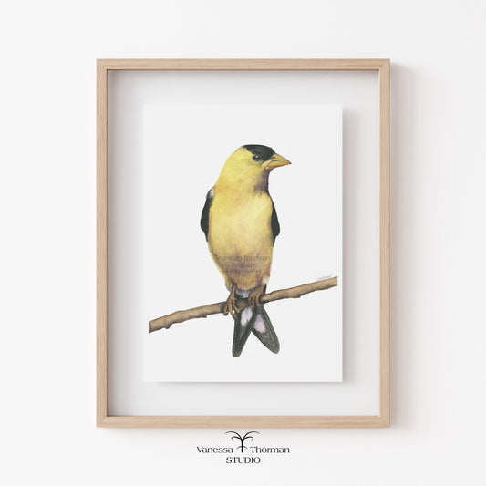 goldfinch-watercolor-art-print-1