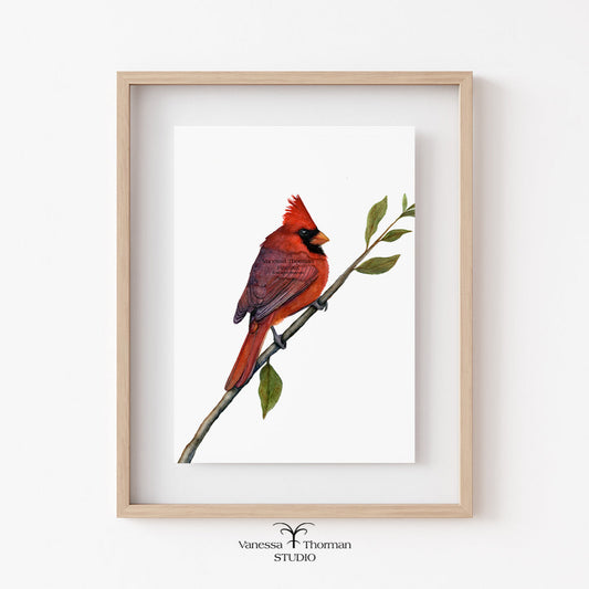 northern-cardinal-watercoor-art-print-1
