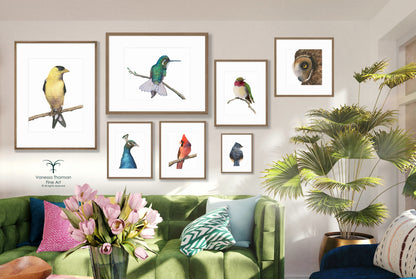Anna's Hummingbird - Fine Art Print