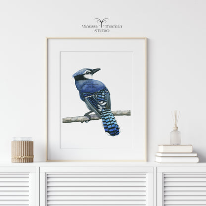Blue Jay - Fine Art Print