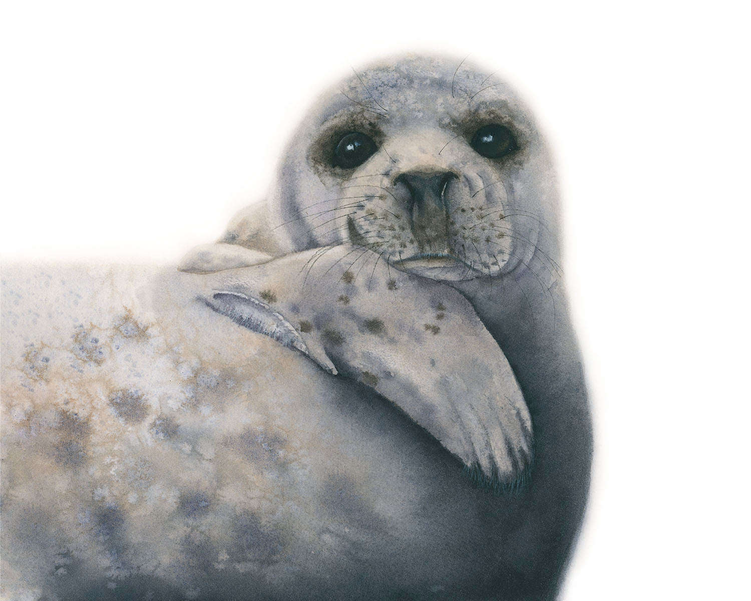 Seal on a white background