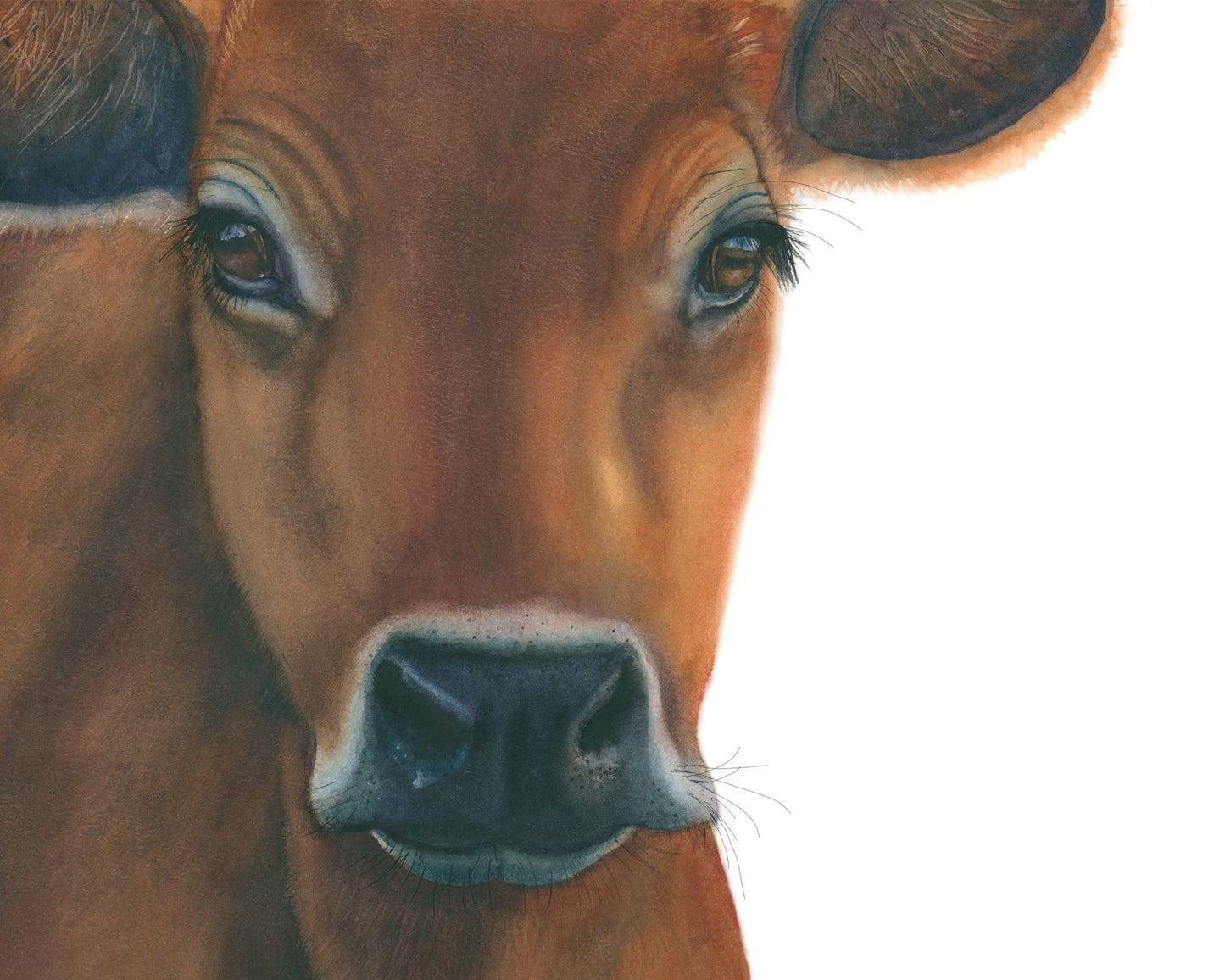 Jersey Cow | Cow Watercolor Art Print | Animal Art Giclée