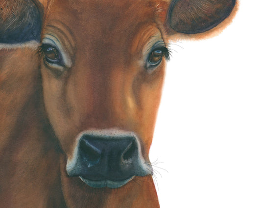 Jersey Cow | Cow Watercolor Art Print | Animal Art Giclée