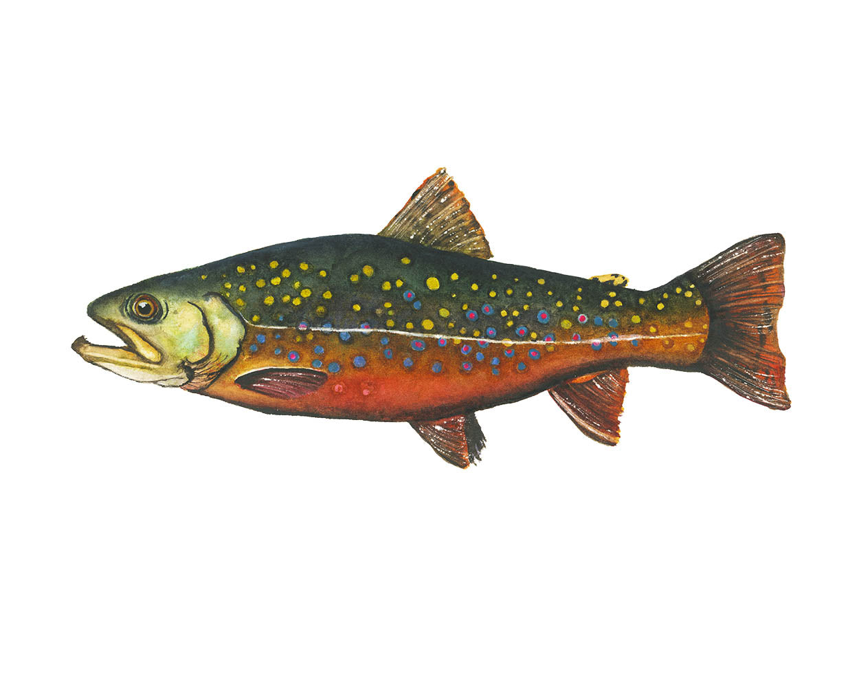 BROOK TROUT I | Fish Art | Original Watercolor Painting