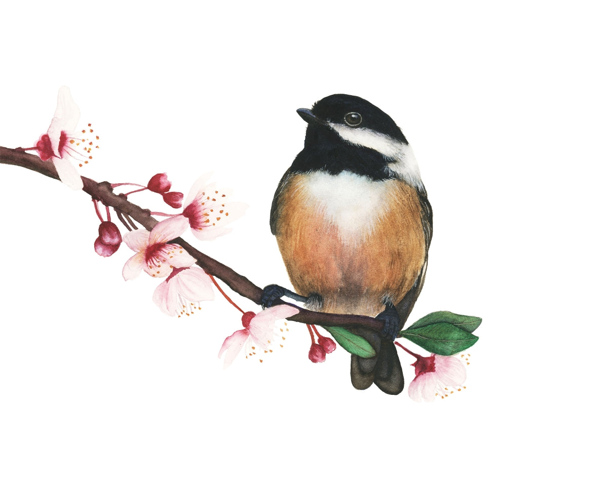 CHICKADEE IN BLOOM | Chickadee Art | Original Watercolor Painting
