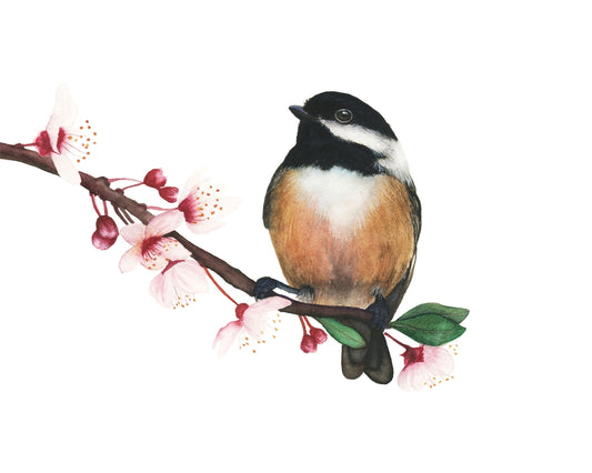 CHICKADEE IN BLOOM | Chickadee Art | Original Watercolor Painting