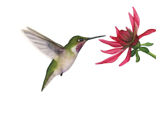 RUBY-THROATED HUMMINGBIRD | Original Watercolor Painting