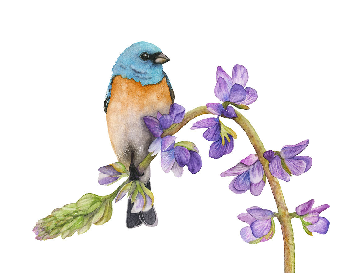 Illustration of a Lazuli Bunting bird perched on a branch with purple flowers.