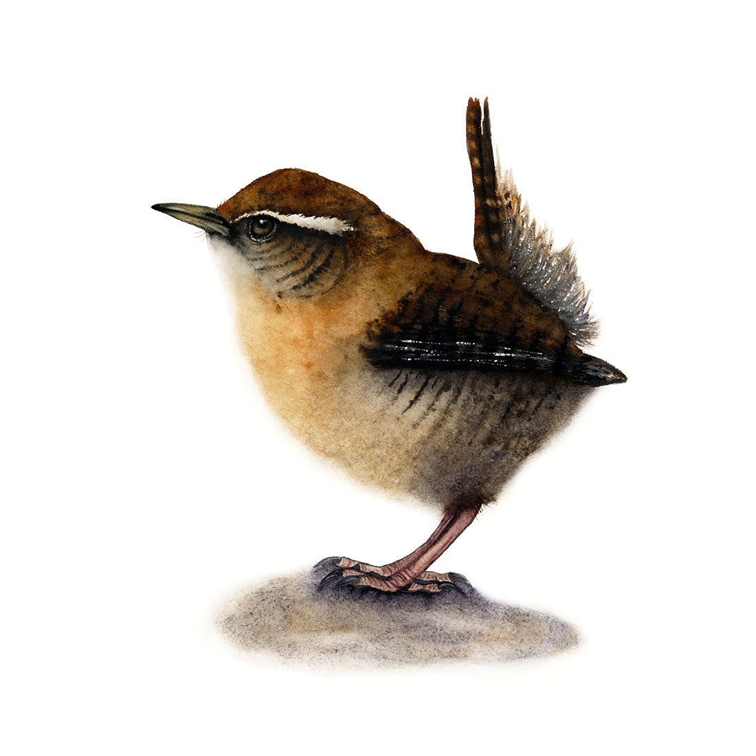 LITTLE WREN | Wren Art | Original Watercolor Painting