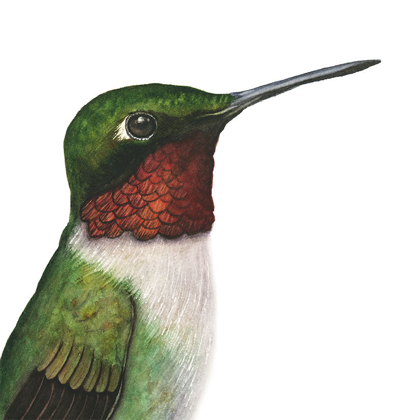 RUBY-THROATED HUMMINGBIRD PORTAIT | Original Watercolor Painting