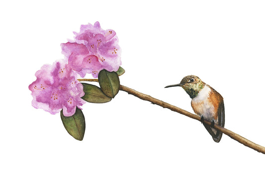 IN FULL BLOOM | Rufous Hummingbird Art | Original Watercolor Painting