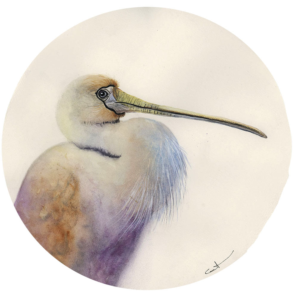 POINT TAKEN | Spoonbill Art | Original Watercolor Painting
