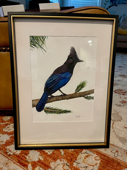 STELLER'S JAY | Original Watercolor Painting